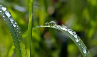 Closeup photo of water droplets on blades of grass