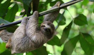 A young sloth hangs from a cable in a jungle in Costa Rica.