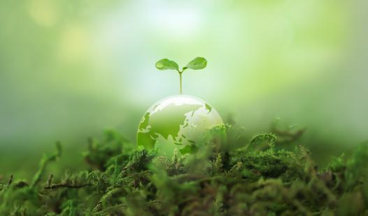 A picture of the earth sitting on a tree branch with a plant sprouting out of the earth.