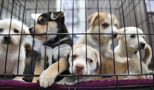 A group of puppies in a cage at an animal shelter