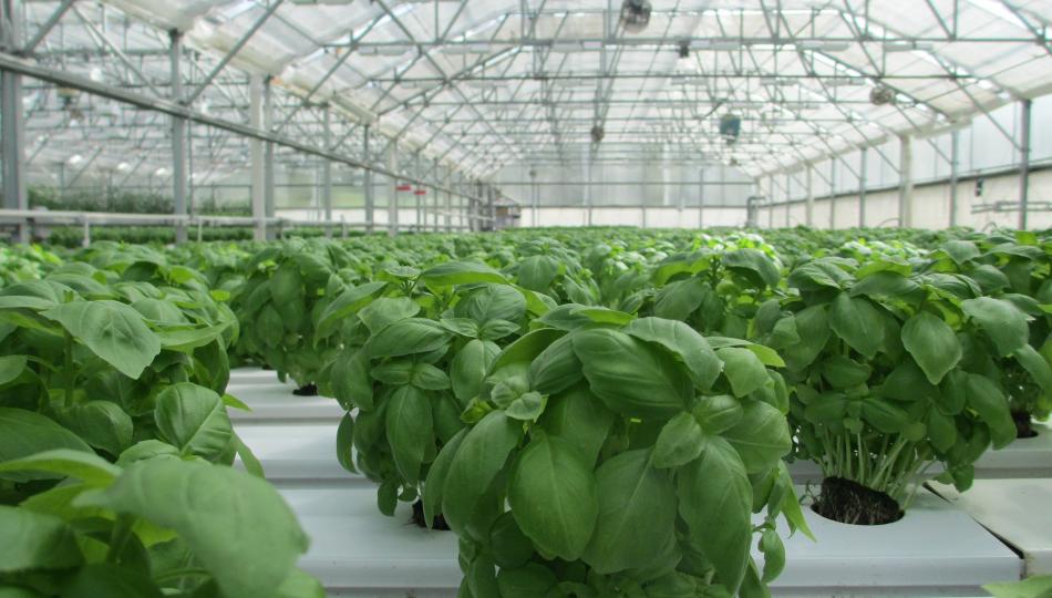 Image of many plants in a greenhouse