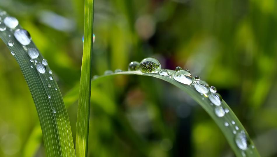 Closeup photo of water droplets on blades of grass