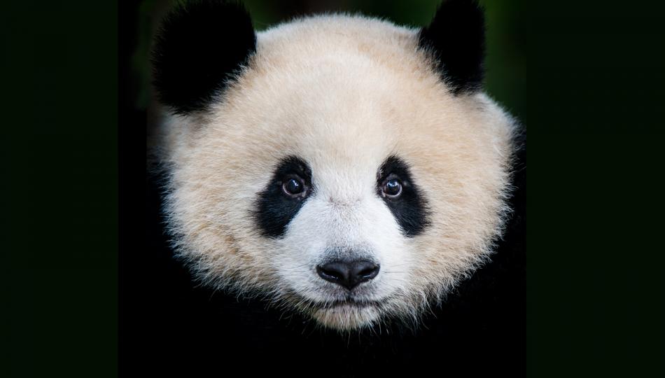 A large picture of a giant panda bear’s (Ailuropoda melanoleuca) face.