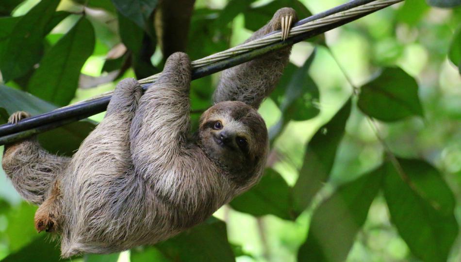 A young sloth hangs from a cable in a jungle in Costa Rica.