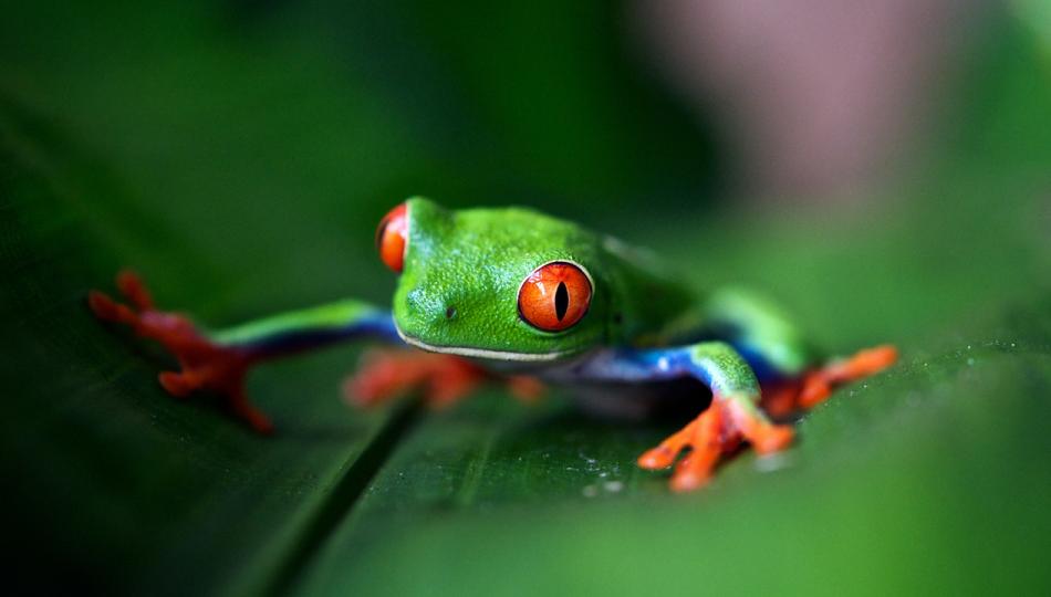 Green Tree Frog sits on a leaf