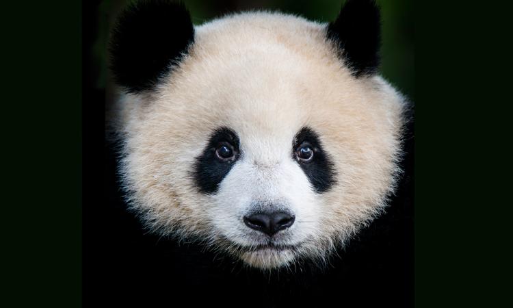 A large picture of a giant panda bear’s (Ailuropoda melanoleuca) face.