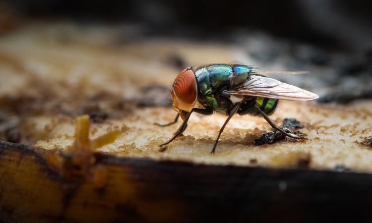 Close up of a colorful green housefly