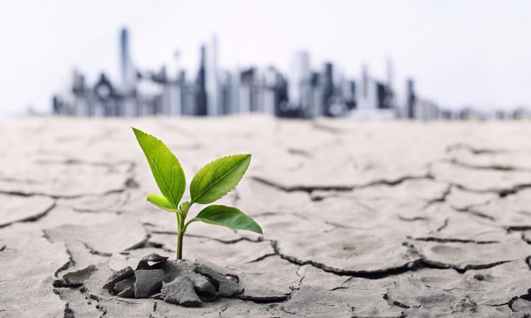 Plant sprouting from dry earth in foreground with city blurred in background.