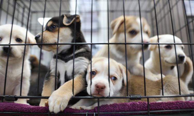 A group of puppies in a cage at an animal shelter