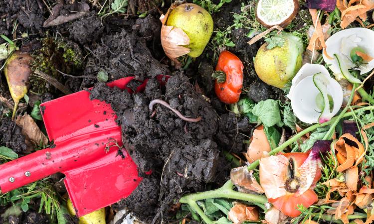 Earthworms in the soil on red shovel, compost box outdoors full with garden browns and greens and food  wastes,  sustainable life concept