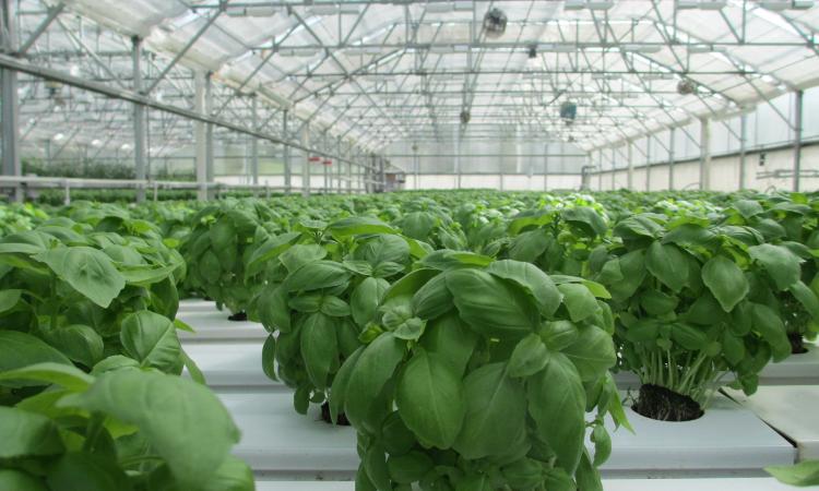 Image of many plants in a greenhouse