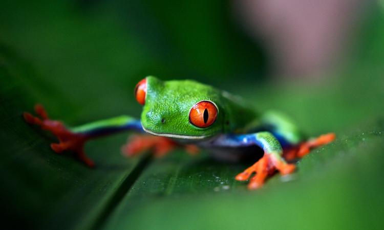 Green Tree Frog sits on a leaf