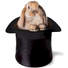 Rabit