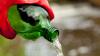 An environmental researcher wearing red rubber gloves pours water out of a green bottle.