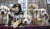 A group of puppies in a cage at an animal shelter