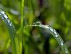 Closeup photo of water droplets on blades of grass
